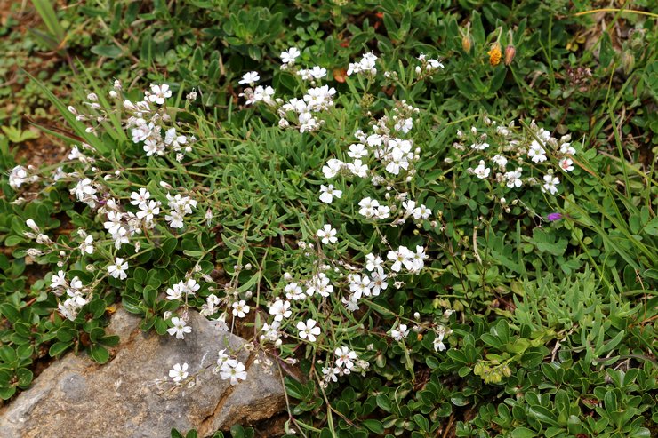 Soins de la gypsophile à l'extérieur