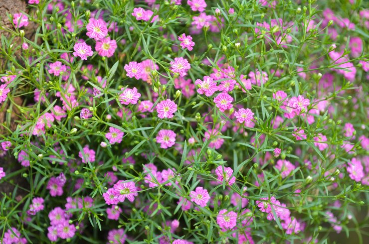 Types et variétés de gypsophile