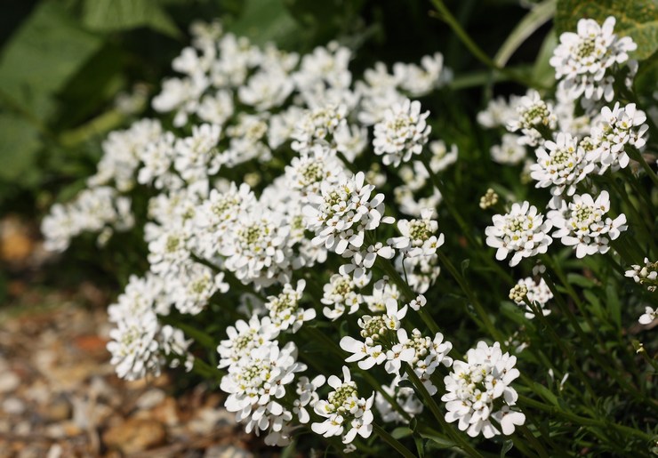 Fleur d'Iberis - plantation et entretien en plein champ. Culture d'Iberis à partir de graines, méthodes de reproduction. Description, types. Une photo