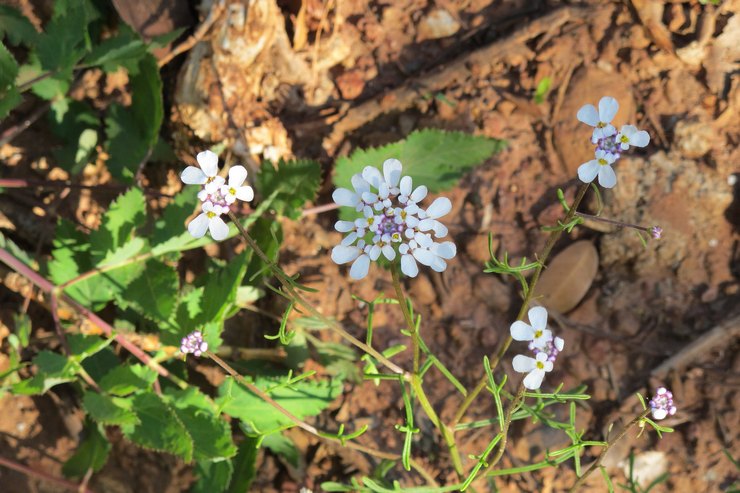 Planter des Iberis en pleine terre