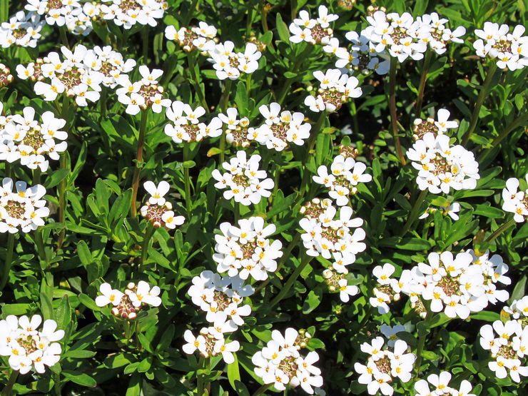 Prendre soin des Iberis dans le jardin