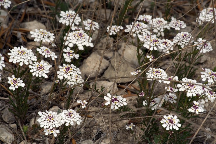 Iberis après la floraison