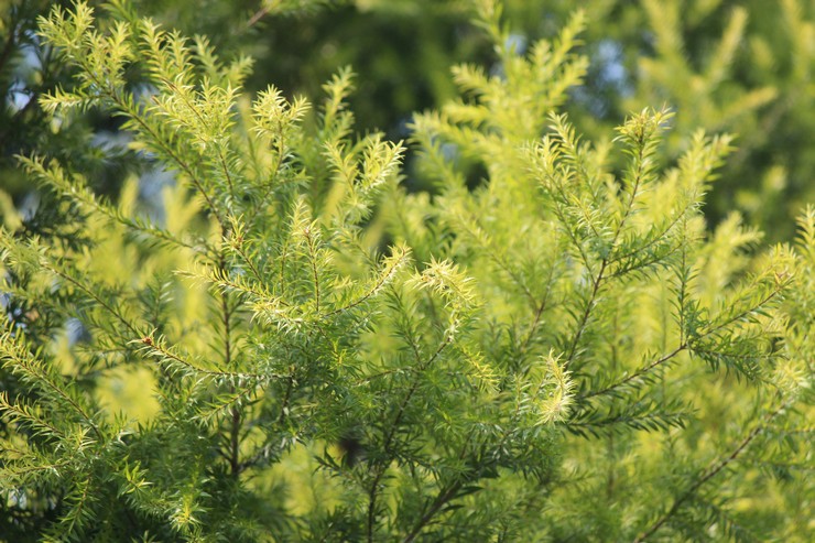 Types et variétés d'arbre à thé