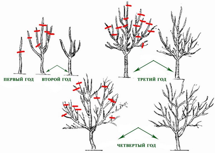 Taille des arbres vivaces