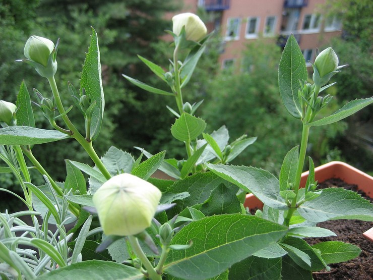 Reproduction du platycodon