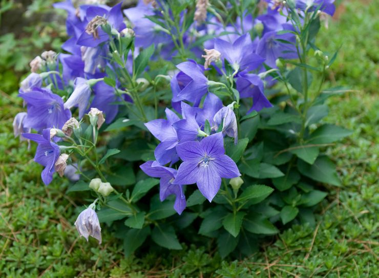 Soins Platycodon dans le jardin