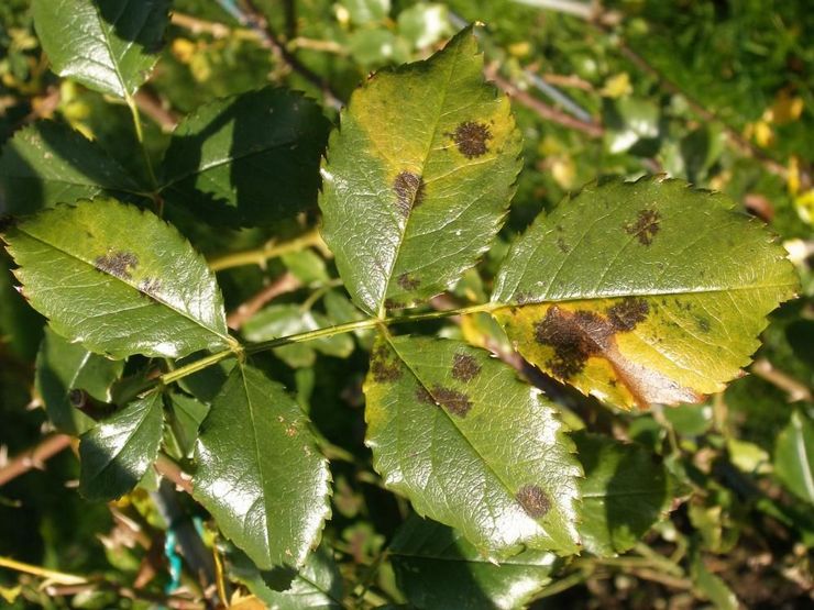 L'anthracnose apparaît sous forme de petites taches noires sur la surface extérieure de la feuille de plastique