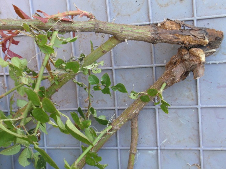 Maladies bactériennes des roses