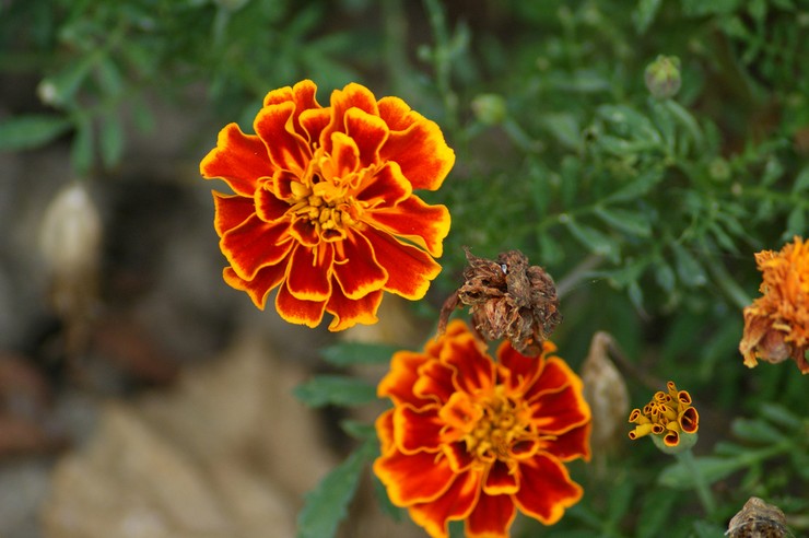 Soucis après la floraison