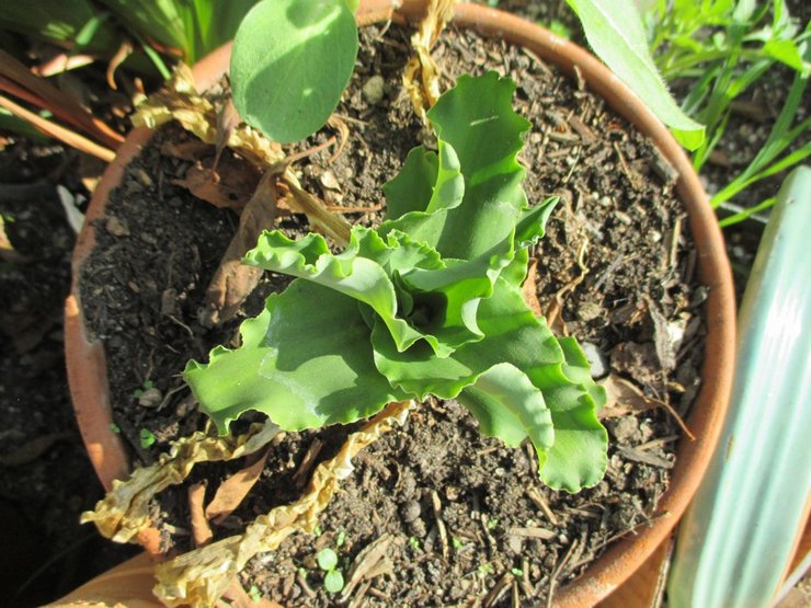 La plante prospère sur des sols fertiles avec beaucoup de compost