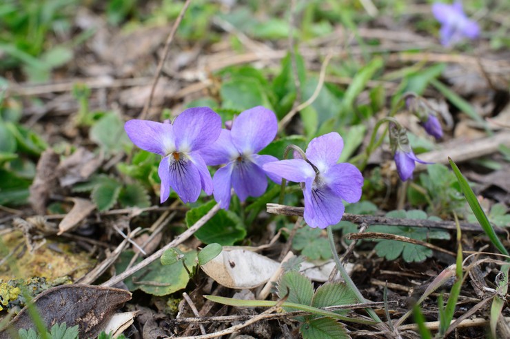 Viola après la floraison