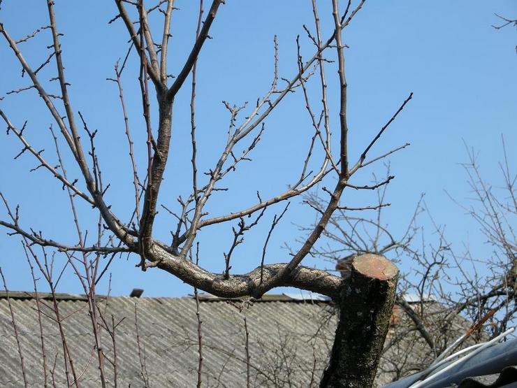 Comment tailler un pommier au printemps: calendrier et schéma pour les vieux et les jeunes arbres