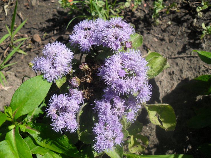 Maladies d'Ageratum