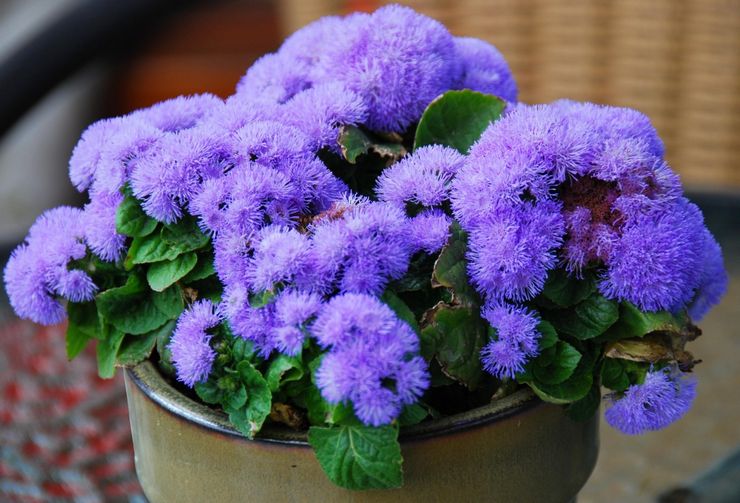 Ageratum à la maison