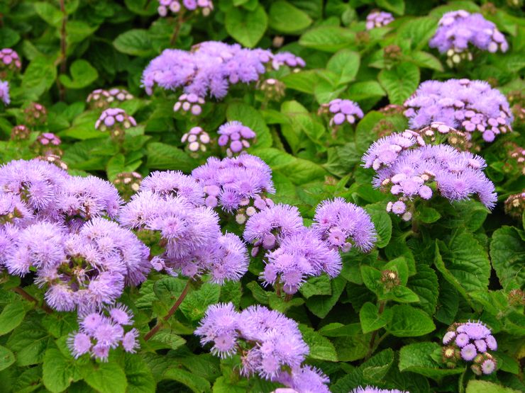 Ageratum mexicain