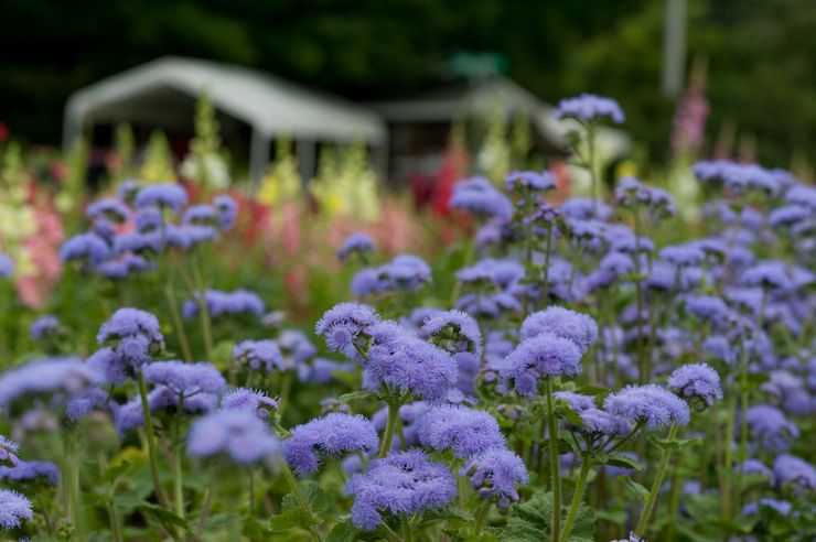 Ageratum en aménagement paysager