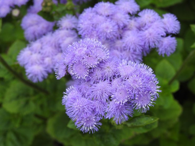 Description de l'Ageratum