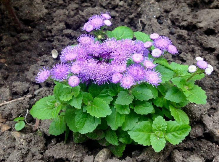 Planter un ageratum en pleine terre