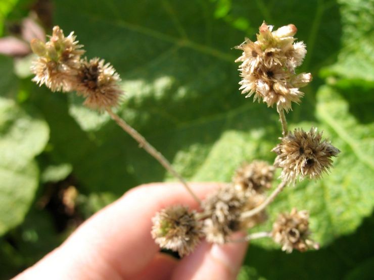 Ageratum après la floraison