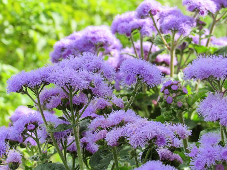 Usine d'Ageratum