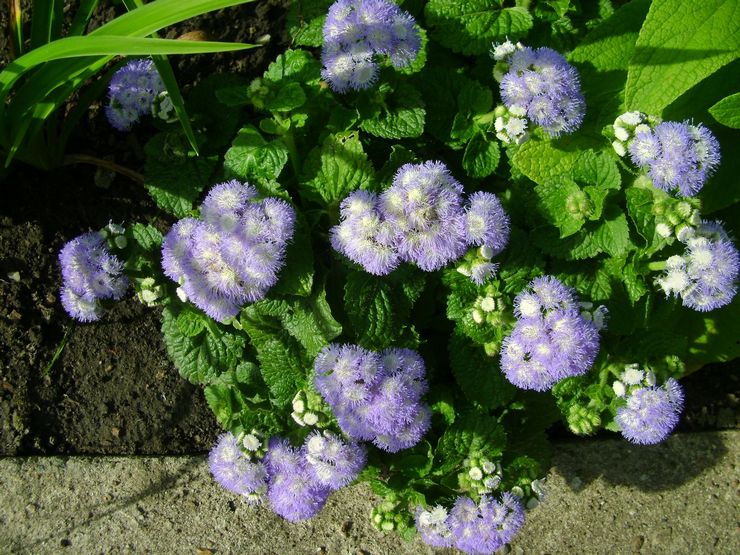 Soins Ageratum