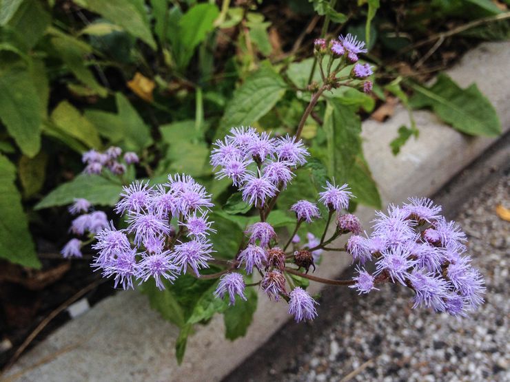 Ravageurs Ageratum