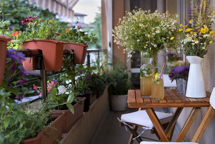 Plantes grimpantes pour le balcon: fleurs à croissance rapide, vivaces et annuelles