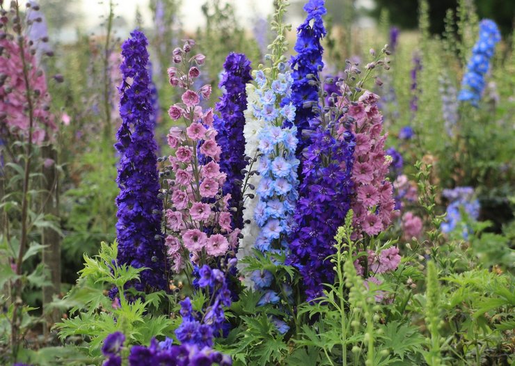 Delphinium - plantation et entretien en plein champ. Cultiver un delphinium à partir de graines, méthodes de reproduction. Description, types. Une photo