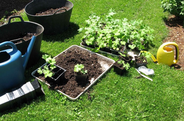 Lorsque 2-3 vraies feuilles se forment sur les jeunes plants de delphinium, vous pouvez plonger