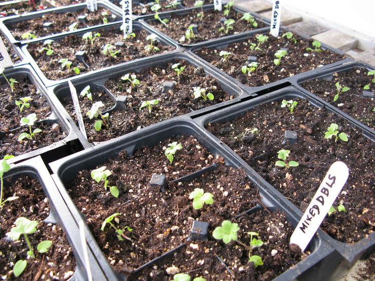 Cultiver un delphinium à partir de graines