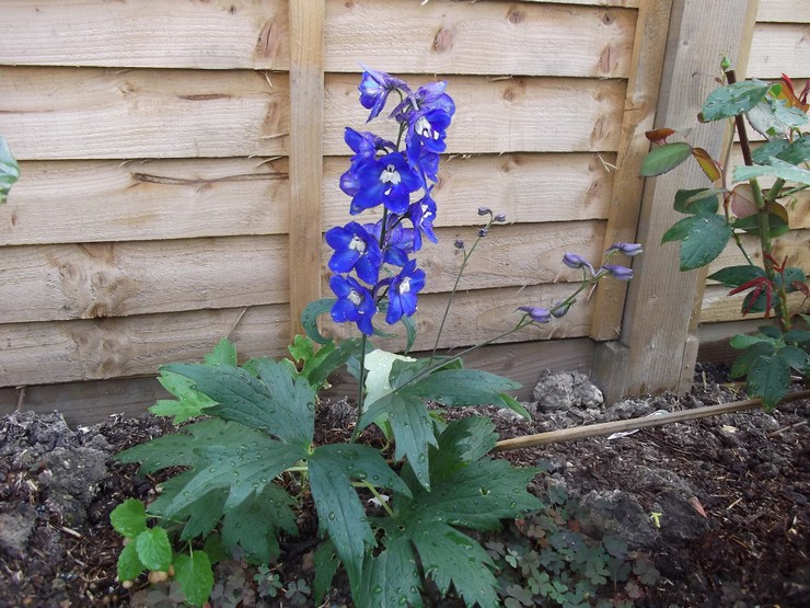 Soins du delphinium en plein air