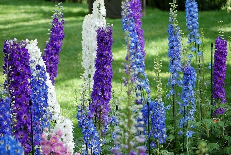 Types et variétés populaires de delphinium