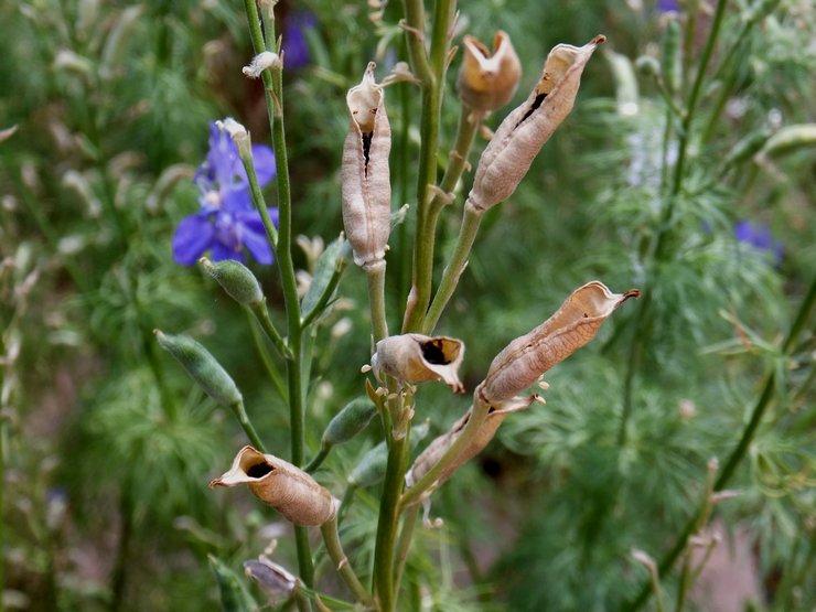 Delphinium après la floraison