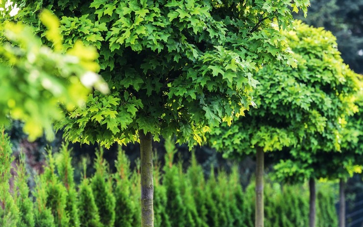 Arbres spectaculaires avec une couronne ronde dans l'aménagement paysager du jardin