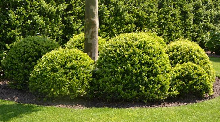 Les arbres au look le plus harmonieux avec des formes rondes, d'une hauteur allant jusqu'à 1 mètre