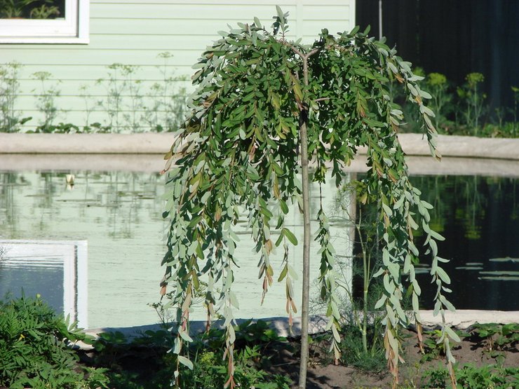 Aucune impression moins impressionnante n'est faite par les arbres en cascade standard.