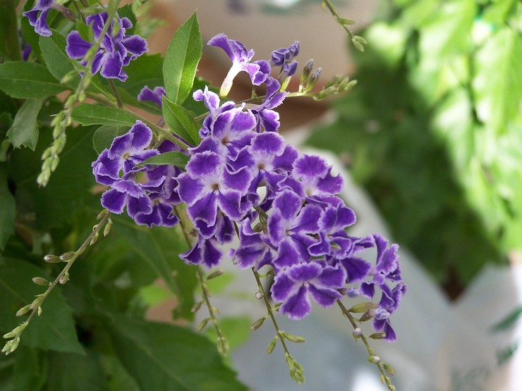 Duranta - soins à domicile. Culture de durants, transplantation et reproduction. Description, types. Une photo