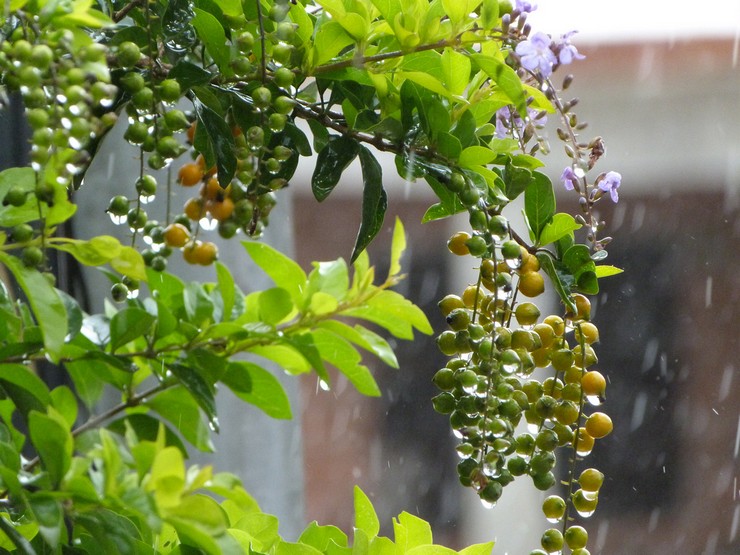 Il est recommandé d'arroser les fleurs avec modération tout au long de l'année.