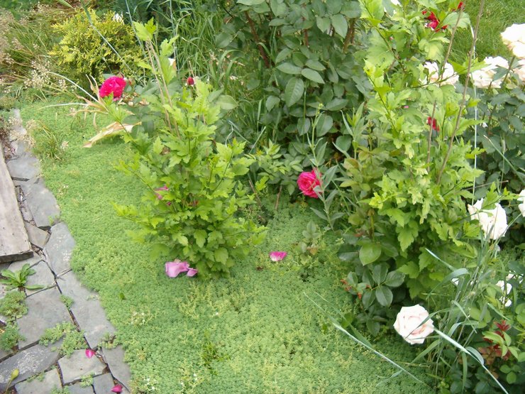 Le rôle du couvre-sol rampant vivace dans la conception de jardins