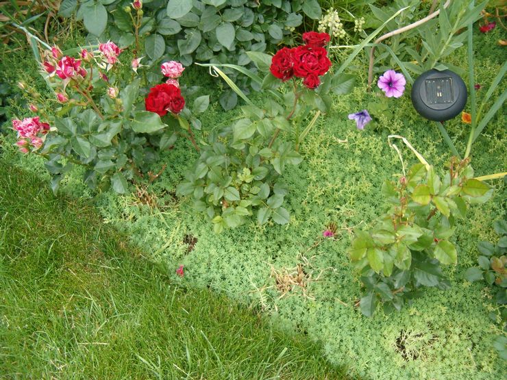 Fleurs vivaces à croissance basse résistantes au piétinement