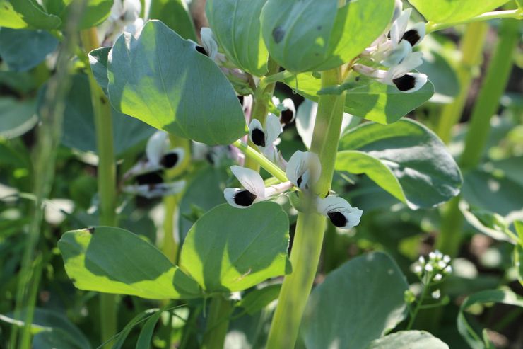 Meilleures plantes d'engrais vert: légumineuses