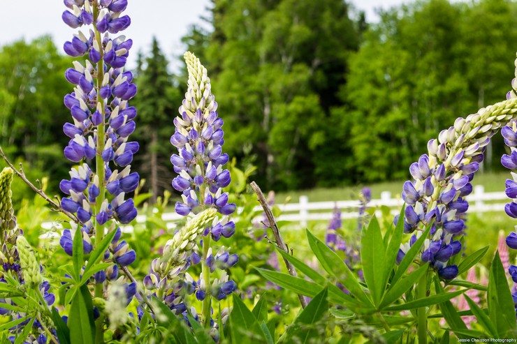 Le lupin est une herbe considérée comme le meilleur engrais vert