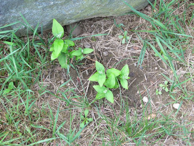 Action de plantation en pleine terre