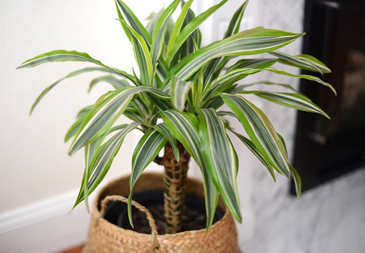 Au printemps et en automne, toutes les deux semaines, la plante doit être nourrie avec des engrais complexes.