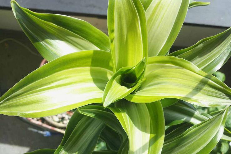 Le mode d'arrosage du dracaena parfumé doit être modéré