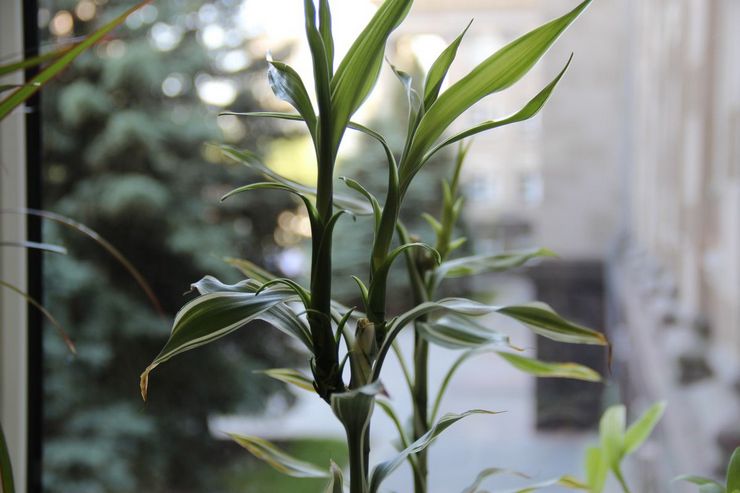 Prendre soin de la dracaena parfumée à la maison