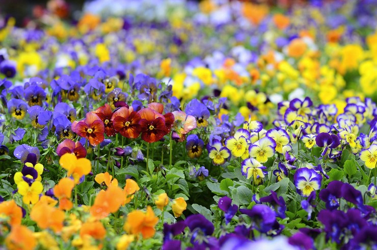 Signes associés à la couleur des fleurs violettes