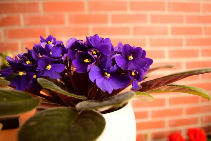 Violettes dans la maison - signes: bons et mauvais. Superstitions associées à la croissance des violettes