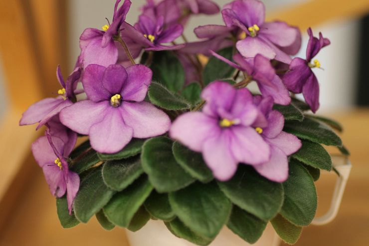 La violette, ou Saintpaulia, est un genre de plantes d'intérieur à fleurs herbacées de la famille des Gesneriaceae