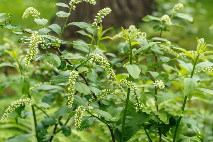 Itea virginskaya - plantation et soins en plein champ. Culture d'Itea, méthodes de reproduction. Description, types. Une photo